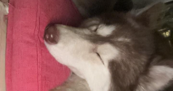 bilal pet sitter à LYON 07 69007_3