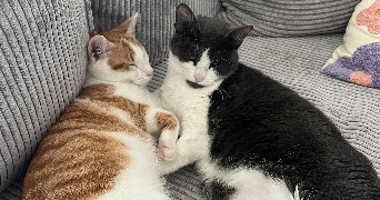 clara pet sitter à AMIENS 80000_2