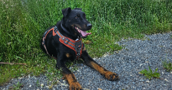 eva pet sitter à CIRY LE NOBLE 71420_1