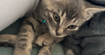 lana pet sitter à FOUGERES 35300_2