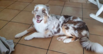 isabelle pet sitter à AIGUILLON 47190_6