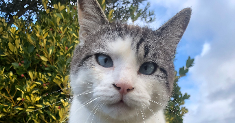 sharon pet sitter à AIX EN PROVENCE 13100_7