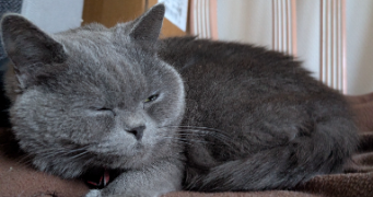 angelica pet sitter à ESVRES 37320_3