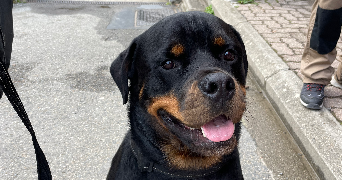 tina pet sitter à LATRESNE 33360_2
