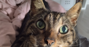 delphine pet sitter à NANTES 44200_1