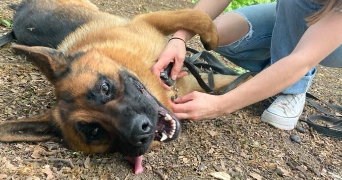 Eva pet sitter à Nancy 54000_4