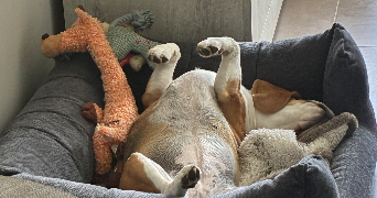 elodie pet sitter à PLERIN 22190_1