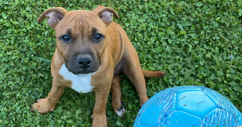 tiffany pet sitter à VELAUX 13880_3