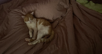 ambre pet sitter à VALENCE 26000_1