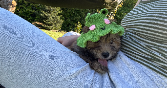 madyson pet sitter à ST MARS D EGRENNE 61350_1