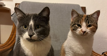 lalie pet sitter à ANNECY 74000_2