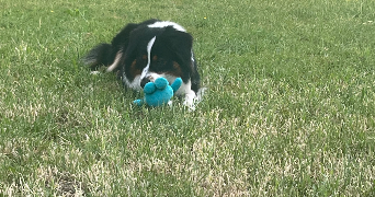 kelly pet sitter à CHAMPIGNEULLES 54250_4