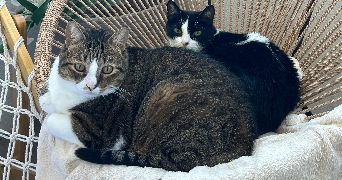 julie pet sitter à FREJUS 83600_1