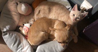 morgane pet sitter à IGNY 91430_4