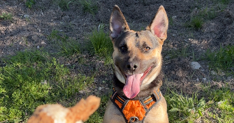 laurie pet sitter à LA ROQUETTE SUR VAR 06670_1