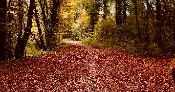 lisa pet sitter à STRASBOURG 67100_0