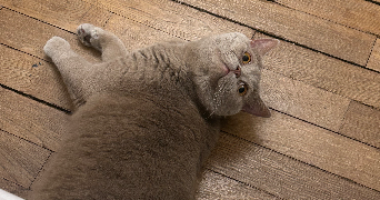 jouhayna pet sitter à Paris 10 75010_3