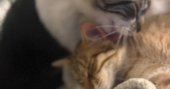 kenza pet sitter à ST FONS 69190_6