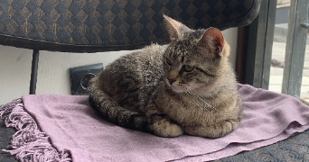 solmaz pet sitter à Lyon 69007_2