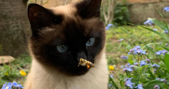 naelle pet sitter à METZ 57000_1