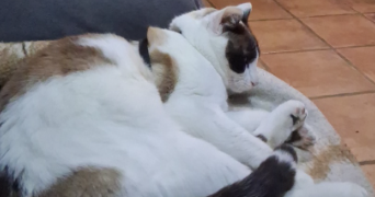 jérôme  pet sitter à Grand-Fougeray 35390_1