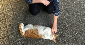 dilara cat sitter à TOULOUSE 31000_2