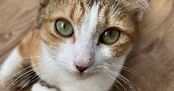 antoine pet sitter à GOURNAY SUR MARNE 93460_5