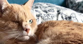 robin pet sitter à HERBLAY SUR SEINE 95220_3