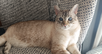 xiao pet sitter à RILLIEUX LA PAPE 69140_1