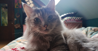 lénaïs pet sitter à ROANNE 42300_7