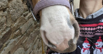 marie pet sitter à PLOUMILLIAU 22300_6