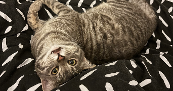 louise pet sitter à ATHIES 62223_7