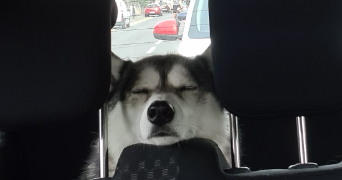 méghane pet sitter à Roissy-en-Brie 77680_5