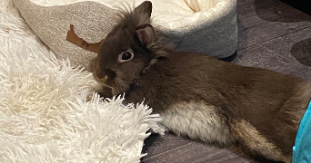 lili pet sitter à STE COLOMBE 69560_4