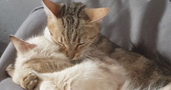 jeanne pet sitter à PARIS 07 75007_2