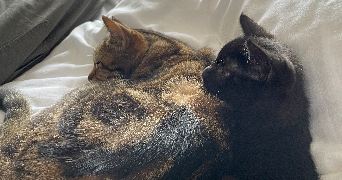 léane pet sitter à MONTPELLIER 34000_3