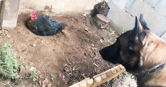 mélanie pet sitter à HERSERANGE 54440_4
