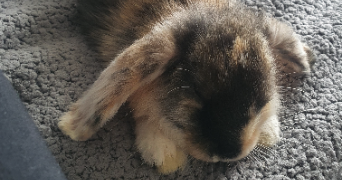 carole-anne pet sitter à TRAPPES 78190_2