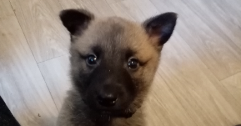 robin pet sitter à MONTPELLIER 34000_7