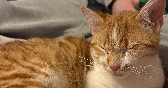 anaelle pet sitter à BRIVE LA GAILLARDE 19100_1