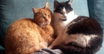 melissa pet sitter à SAULXURES SUR MOSELOTTE 88290_3