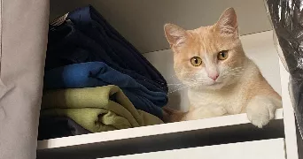 solyne pet sitter à TROIS RIVIERES 80500
