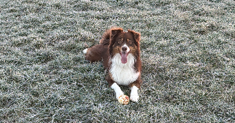 ghizlaine dog sitter à MANOM 57100_0