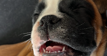 astrid pet sitter à PESSAC 33600_7