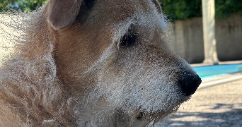romane pet sitter à SORGUES 84700_1