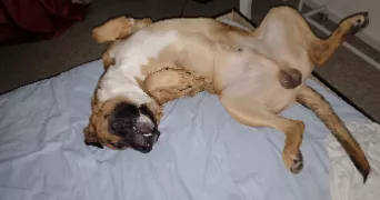 nabil pet sitter à PUISEAUX 45390