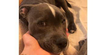 rose pet sitter à ROUEN 76000_7