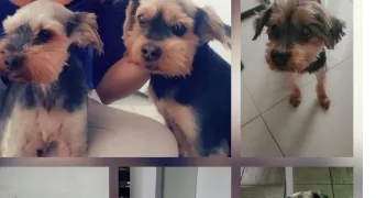 elodie pet sitter à LINAS 91310