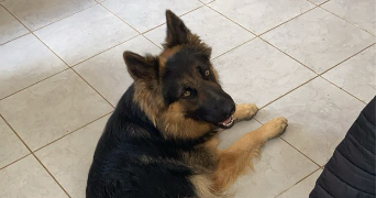 laetitia pet sitter à MOULINS LA MARCHE 61380_2