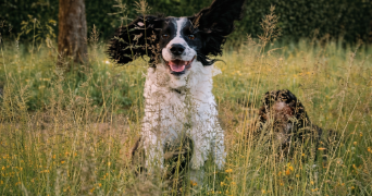 romain pet sitter à CHASSELAY 69380_4